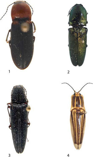 1, subfamilia Cardiophorinae: Aptopus (Eschscholtz, 1829); 2, subfamilia Agrypninae: Chalcolepidius (Eschscholtz, 1829); 3, subfamilia Elaterinae: Melanotus (Eschscholtz, 1829); 4, subfamilia Semiotinae: Semiotus (Eschscholtz, 1829).