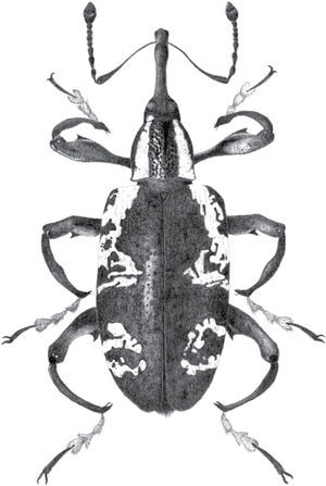 Heilipus albopictus (Champion, 1902) (Curculionidae: Molytinae), vista dorsal.