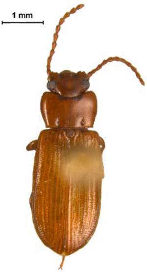 Adelina bifurcata Champion (subfamilia Diaperinae).