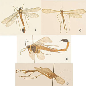 Hábito de Mecoptera. A), Panorpa sp. (macho), dorsal; B), Panorpa sp., macho, lateral; C), Bittacus sp. (macho), dorsal; D), Bittacus sp. (macho), lateral.
