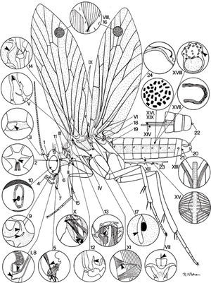 Diagrama de una polilla ancestral hipotética (tomado de Heppner, 1998:5, según Kristensen, 1984). Los números romanos y arábigos se refieren, respectivamente, a las autapomorfías anfiesmenopteranas y lepidopteranas enseguida listadas. Los dibujos de detalles se basan parcialmente en figuras de Hannemann (1956), Sharplin (1963), Mickoleit (1969), Suomalainen (1969), Bacceti et al. (1970), Common (1970) y Matsuda (1970). 1. Ocelo mediano revertido: perdido secundariamente. 2. Corporo-tentorium: proceso postero-mediano ausente. 3. Esc lerito intercalar del escapo antenal y membrana del pedicelo: presente. 4. Palpo maxilar: puntos de flexión presentes entre los segmentos l°-2° y 3°-4°. 5. Músculo craneoestipital largo, contiguo al músculo craneocardinal: presente. 6. Esclerito postlabial: presente. 7. Quimiorreceptores (órganos de von Rath) del segmento terminal del palpo labial: presente. 8. Músculo dorsal longitudinal del salvarium: ausente. 9. Nervio labral y ganglio conectivo frontal: separación en tritocerebro. 10. Nervus recurrens anterior al complejo retrocerebral: corre dentro de la aorta cefálica 11. Esclerito laterocerial "placa pubescente" en el ápice anterior: presente. 12. Apéndice libre del puente entre el sternum y el extremo inferior del pleuron del endoesqueleto protorácico: presente. 13. Apodema tergopleural del meso tórax desde la sutura pleural (por un músculo tergopleural): presente. 14. Brazo prescutal del mesotórax: presente. 15. Epífisis de la tibia anterior: presente (perdido secundariamente en algunos grupos). 16. Escamas en las alas: presentes (ausentes en Trichoptera primitivos). 17. Estigma respiratorio metatorácico: una abertura anterior externa única. 18. Tergum abdominal I: desesclerosado y corto, músculos dorso-longitudinales I-II perdidos. 19. Lóbulos laterales pareados del tergum abdominal I: extendidos hacia abajo o hacia atrás y articulados a los extremos anteriores del sternum II. 20. Gonopodio masculino (valva): no dividido. 21. Músculos protractores del phallus masculino: se originan dentro de los gonopodios. 22. Cerci: ausentes en ambos sexos. 23. Cordón nervioso abdominal: sólo 5 masas ganglionares presentes y los conectivos son impares (regresiones secundarias en Hepialoidea [a 6] y Neupseustidae [conectivos separados]). 24. Aorta mesotorácica: Curveada hacia el dorso del tórax (carácter revertido entre algunos Lepidoptera superiores). I. Prelabium fusionado con la hipofaringe. II. Esclerito latero-cervical agudo sobre el ángulo posterior inferior al prosternum. III. 'Verrugas' pareadas pubescentes: presentes (supuestos precursores de los patagia en los Lepidoptera más avanzados). IV. Episternum pterotorácico con suturas pareadas desde el origen de la sutura pleural. V. Brazos furcales pterotorácicos secundarios fusionados con el margen posterior del epimeron adyacente. VI. Metatórax con esclerito pubescente en la base membranosa alar debajo de la subalar. VII. Ápice pretarsal con un pseudempodium. VIII Alas con recubrimiento de sedas (modificadas en los Trichoptera en escamas, véase 16) IX. Venas anales de las alas anteriores: una configuración de lazo doble-Y. X. Músculo ventral del cuello solitario desde la coxa anterior (también manifiesto en Trichoptera primitivos). XI. Músculo furcopleural cónico del mesotórax con extremo amplio sobre la cresta pleural. XII. Glándulas pareadas sobre el sternum abdominal V: presente (puede estar reducido secundariamente). XIII. Segmento genital masculino (IX) como una fusión del tergum y el sternum, formando un anillo (fusión ausente en algunos Lepidoptera como una reversión de carácter). XIV. Márgenes anteriores de los segmentos abdominales femeninos VIII y IX con apodemas a modo de varillas: presentes (pueden estar perdidos secundariamente). XV. Músculos ventrales del diafragma desde el cordón nervioso. XVI. Heterogametia femenina en Lepidoptera: presente. XVII. Esperma apyreno: presente (también en Trichoptera). VIII. Espermatozoides con gruesos filamentos accesorios externos. XIX. Número cromosómico alto (cromosomas probablemente holocéntricos) y oogénesis aquiasmática (véase Suomalainen, 1969).