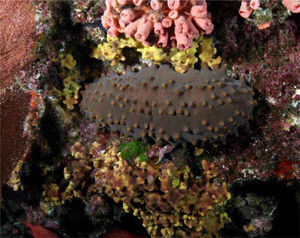 Isostichopus fuscus. Golfo de California (Foto: Dr. Carlos Sánchez O.).