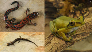 A, Bolitoglossa lincolni; B, Charadrahyla taeniopus macho y C), Parvimolge townsendi (Fotografías: Carmen Loyola-Blanco, Instituto de Biología, UNAM).