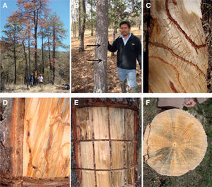 Pinos dañados por Dendroctonus mexicanus y hongos Ophiostomatoides. A, árboles de Pinus leiophilla muertos; B, tronco de P. teocote con la resinación típica que causa D. mexicanus (flechas); C, corteza de P. leiophilla con galerías de D. mexicanus; D, galería con 3 insectos adultos; E, tronco de Pinus leiophylla, sin corteza, en la que se observa el manchado de la madera; F, sección transversal de un tronco mostrando el manchado de la madera en forma radial.