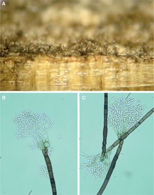 Leptographium sp. creciendo en madera de Pinus sp. A, sección de madera en la que se observan los conidióforos y conidios del hongo; B y C, conidióforos oscuros y conidios del hongo (400×).