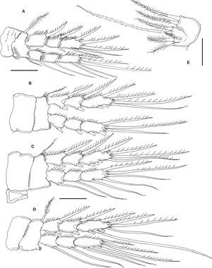 Pseudobradya gascae sp. nov., adult female from Colombia: A, leg 1; B, leg 2; C, leg 3; D, leg 4; E, leg 5. Scales bars: A-E= 20μm.