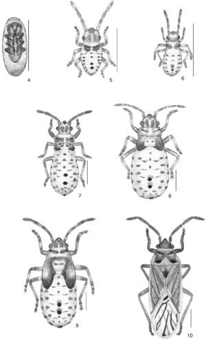 Melacoryphus nigrinervis. 4, vista dorsal del huevo; 5, primer estadio; 6, segundo estadio; 7, tercer estadio; 8, cuarto estadio; 9, quinto estadio; 10, adulto.