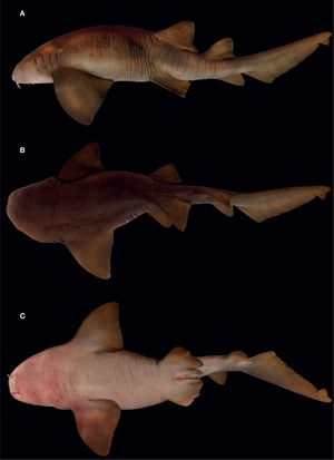 Ginglymostoma unami sp. nov., holotipo macho (CNPE-IBUNAM 18850, 155.7cm LT): A, vista lateral; B, vista dorsal; C, vista ventral.