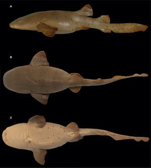 Ginglymostoma unami sp. nov., paratipo embrión hembra (CPFES-I-155, 26.6cm LT): A, vista lateral; B, vista dorsal; C, vista ventral.