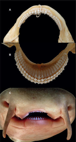 Dientes de Ginglymostoma unami sp. nov.: A, mandíbula superior; B, mandíbula inferior; C, vista frontal y acercamiento a los dientes frontales en el Holotipo.