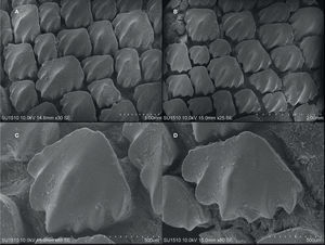Dentículos dérmicos de Ginglymostoma unami sp. nov.: holotipo CNPE-IBUNAM 18850; A, escala 1mm; B, escala 2mm y C y D, escala 5 μm.