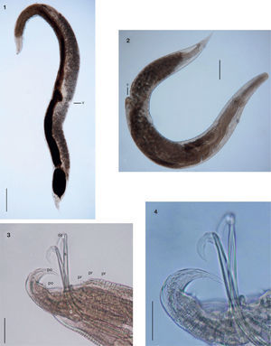 Nematodes from Trachycephalus typhonius. 1. Rhabdias cf. elegans, hermaphrodite gravid specimen. Scale bar= 500 μm. 2. Aplectana hylambatis, female, entire worm. Scale bar= 200 μm. 3. Aplectana hylambatis, male, posterior extremity. Scale bar= 50 μm. 4. Aplectana hylambatis, male, enlarged view of the distal articulation of spicules. Scale bar= 50 μm. Abbreviations: da, distal articulation of the spicules; g, gubernaculum; po, postcloacal papillae; pr, precloacal papillae; s, spicules; v, vulva.