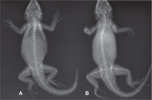 Radiografía de los ejemplares de Sceloporus torquatus en vista dorsal (A= CV-R261 y B= CV-R262).