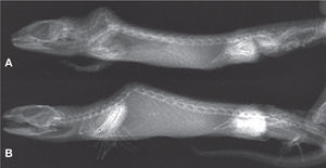Radiografía de los ejemplares de Sceloporus torquatus en vista lateral. Se aprecia la cifosis en la región cervical (A) y torácica (B) (A= CV-R261 y B= CV-R262).