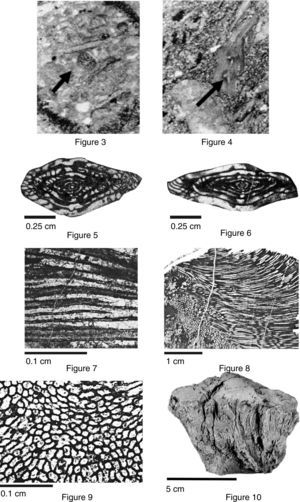 (3) Eugonophyllum sp.; (4) Komia sp.; (5) Fusulinella llanoensis Thompson, 1935; (6) Zellerella sp.; (7-10): Chaetetes sp.: (7) view of the colony; (8) microscopic view of the longitudinal section, and (9) microscopic view of transverse section; (10) lateral view.
