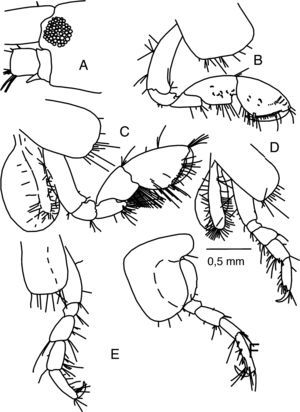 Cymadusa herrerae n. sp., female holotype: (A) lateral view of head; (B) gnathopod 1; (C) gnathopod 2; (D) pereopod 3; (E) pereopod 4; (F) pereopod 5.