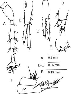 Cymadusa herrerae n. sp., female holotype: (A) pereopod 7; (B) uropod 1; (C) uropod 2; (D) uropod 3; (E) telson; (F) lateral view of uropod 3 and telson.