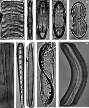 10) Girdle view, (11) Rhabdonema adriaticum, (12 and 13) Rhabdonema arcuatum, (14) Diploneis bombus, (15) Girdle view, (16) Climacosphenia moniligera, (17) Alveus marinus, (18) Amphiprora conspicua, (19) Gephyria media.