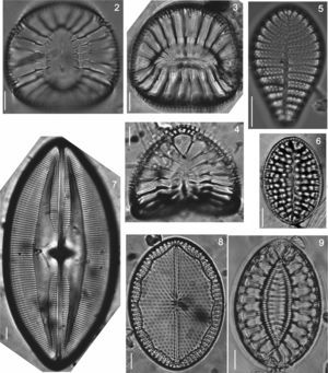 Iconographic sample of the diatoms observed on different coastal substrata from Isla Guadalupe. All images by Folf. Bar=10μm. (2) Campylodiscus crebrecostatus var. speciosa, (3) Campylodiscus ambiguus, (4) Campylodiscus fastuosus, (5) Podocystis adriatica, (6) Campyloneis grevillei, (7) Lyrella approximata, (8) Mastogloia fimbriata, (9) Surirella fastuosa.