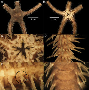 Ophioblenna antillensis: A, dorsal side; B, ventral side; C, detail of the ventral side showing the mouth and jaws; D, lateral view of the fan shaped arm spines; E, ventral side of an arm showing the tentacle scales and shape of the ventral arm plates; F, dorsal side of an arm showing the dorsal arm plates.