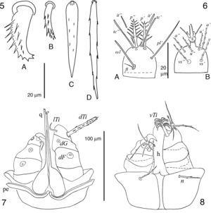 5 y 6 hembra de Geckobia aureae sp. nov.; 5A, seda de la coxa ii; 5B, seda ventral anterior del idiosoma; 5C, seda central del vientre del idiosoma; 5D, seda posterolateral del idiosoma; 6A, tarso i en vista dorsal; 6B, tarso i en vista ventral; 7 y 8 hembra de Bertrandiella campanensis sp. nov.; 7, gnatosoma en vista dorsal; 8, gnatosoma en vista ventral.