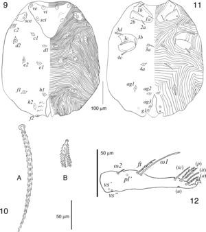 Hembra de Bertrandiella campanensis sp. nov.; 9, idiosoma en vista dorsal; 10A, seda idiosomal dorsal sce; 10B, seda ps2; 11, idiosoma en vista ventral; 12, tarso i en vista lateral.