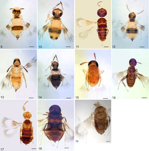 Habitus de las especies. 9) Signiphora aleyrodis, hembra. 10) S. aspidioti, macho. 11) S. bifasciata, macho. 12) S. coquilletti, hembra. 13) S. flavella, hembra. 14) S. flavopalliata, hembra. 15) S. perpauca, hembra. 16) S. pulchra, macho. 17) Signiphora tumida, macho. 18) S. unifasciata, macho. 19) S. mexicana, holotipo hembra, USNM.Barra de escala = 100 micras.