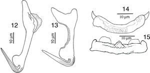 Drawings of Haliotrematoides spinatus from Lutjanus guttatus found in Chamela Bay, Jalisco and Mazatlán, Sinaloa, Mexico. 12, dorsal anchor; 13, ventral anchor; 14, dorsal bar; 15, ventral bar. All measurements are in micrometers.