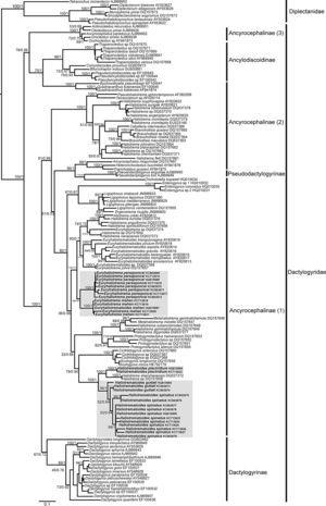 Phylogenetic tree obtained through from maximum likelihood (ML) analysis based on the 28S sequences for selected dactylogyrid species, with some species of diplectanids used as outgroups.