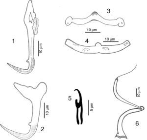 Drawings of Haliotrematoides guttati from Lutjanus guttatus found in Chamela Bay, Jalisco and Mazatlán, Sinaloa, Mexico. 1, dorsal anchor; 2, ventral anchor; 3, dorsal bar; 4, ventral bar; 5, hook, male copulatory organ (MCO). All measurements are in micrometers.
