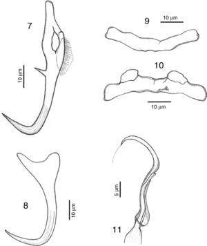 Drawings of Haliotrematoides plectridium from Lutjanus guttatus found in Chamela Bay, Jalisco and Mazatlán, Sinaloa, Mexico. 7, dorsal anchor; 8, ventral anchor; 9, dorsal bar; 10, ventral bar; 11, male copulatory organ. All measurements are in micrometers.