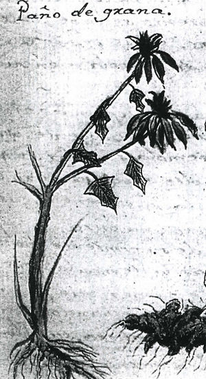 Nochebuena nombrada como «paño de grana» en Historia Natural o Jardín Americano del año 1801 (Navarro, 1992). Ilustración de Euphorbia pulcherrima con inflorescencias dobles.