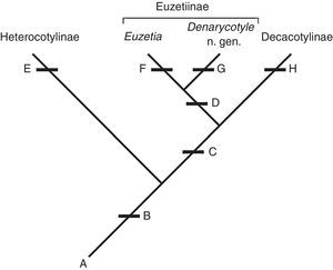 Characters supporting the relationship between Heterocotylinae, Decacotylinae, and Euzetiinae, and assignment of Denarycotyle n. gen. to Euzetiinae: (A) characters plesiomorphic for these taxa as given in Chisholm et al. (1995); (B) presence of dorsal haptoral accessory structures (dhas); (C) 10 peripheral loculi; (D) additional loculus on each side of the central loculus; (E) seven to nine peripheral loculi and the presence of sclerotization of the dhas; (F) presence of internal chambers in the ejaculatory bulb and secondary absence of dhas; (G) additional loculi larger than the central loculus and the presence of an accessory structure each hamulus; and (H) secondary absence of sclerotization of the dhas.