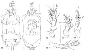 Kerdabania inconspicua. (13) Dorsal view; (14) ventral view; (15–18) legs I to IV. Scale bar 50μm.