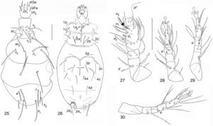 Pediculaster ignotus. (25) Dorsal view; (26) ventral view; (27–30) legs I to IV. Scale bar 50μm.