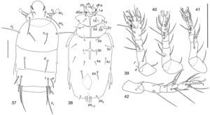 Mahunkania secunda. (37) Dorsal view; (38) ventral view; (39–42) legs I to IV. Scale bar 50μm.