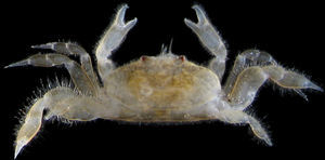 Color in life. Pinnixa hendrickxi n. sp. Female paratype, dorsal view. (EMU 9518).