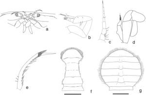 Pinnixa hendrickxi n. sp. Male holotype (EMU 9516): a, carapace, frontal view; b, antennule; c, antenna; d, right third maxiliped; e, gonopod; f, male abdomen, ventral view; g, ovigerous female paratype (EMU 9517). Abdomen in ventral view.