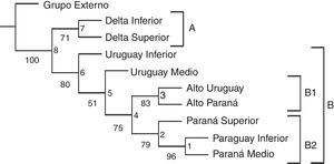 Cladograma obtenido con PAE comparando tramos de los grandes ríos de la cuenca del Plata. Valores de Jacknife se muestran debajo en las ramas y en los nodos se indican los números usados en en la tabla 2.