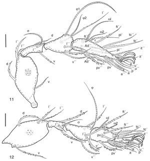 Pilogalumna rosauraruizae sp. nov. 11, leg I, paraxial view; 12, leg II, paraxial view. Scale bar 20μm.