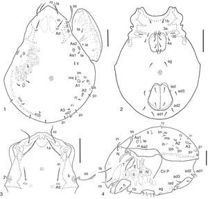Pilogalumna rosauraruizae sp. nov. 1, notogaster; 2, ventral plate; 3, rostrum; 4, lateral region. Scale bar 100μm.