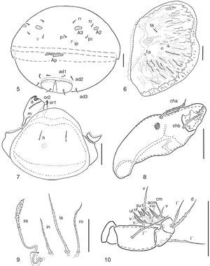 Pilogalumna rosauraruizae sp. nov. 5, posterior region; 6, pteromorpha; 7, hypostoma; 8, chelicera; 9, prodorsal setae; 10, pedipalp. Scale bar 50μm.