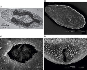 Metacercariae de Haematoloechus pulcher. (A) Light microscopy image of excysted metacercaria, scale bar=100μ; (B) SEM image of excysted metacercaria, scale bar=50μm; (C) SEM image of the acetabulum scale bar=2μm; (D) SEM image of the excretory pore scale bar=5μm.