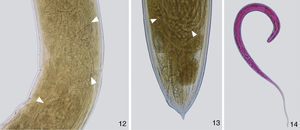 Photomicrographies of females of Procamallanus (Spirocamallanus) hilarii. (12), Vulvar region with larvae L1 (white arrow heads). Scale bar=250μm; (13), posterior extremity of a gravid female showing larvae L1 (white arrow heads). Scale bar=100μm; (14), larvae stained with rose bengal. Scale bar=100μm.