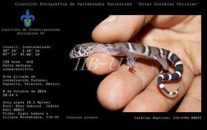 Ejemplar de Coleonyx elegans (catálogo reptiles: IIB-UVRe 0005f) registrado en el área privada de conservación Talhpan, Papantla, Veracruz, México.
