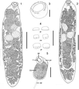 Tanaisia dubia from Himantopus melanurus. (1) Specimens with vitelline follicles disposed in 2 symmetrical bands, dorsal view, scale bar=500μm. (2) Specimen with vitelline follicles in 2 asymmetrical bands, ventral view, scale bar=500μm. (3) Oral sucker with tegumentary papillae, scale bar=50μm. (4) Tegumental scales, scale bar=20μm. (5) Cirrus sac, scale bar=50μm. ar, scales from anterior region without teeth; c, cirrus; dd, deferent duct; gp, genital pore; mr, scales from midregion with 2 blunt teeth; pc, prostatic cells; pr, scales from posterior region with 4–5 blunt teeth; sv, seminal vesicle.