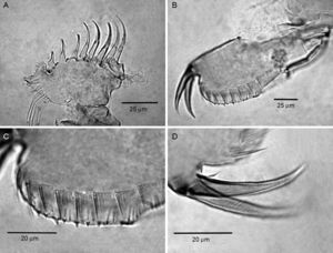 Karualona penuelasi, parthenogenetic female: (A) limb II; (B) postabdomen; (C) lateral fascicles of postabdomen; (D) postadbominal claw.