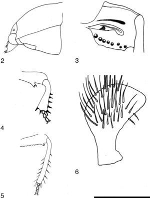A. morelensis: 2) vista lateral de la cabeza que muestra la carina prosternal; 3) glándula senescente metatorácica; 4) tibia anterior del macho; 5) fémur posterior del macho; 6) vista lateral del parámero.