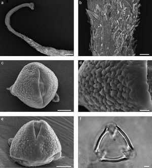 Microfotografías tomadas con el microscopio electrónico de barrido (a-e) y con el microscopio óptico (f) de Desmodium raymundoramirezii L. Torres-Colín y A. Delgado. a, gineceo con estilo delgado y estigma terminal; b, ovario con tricomas uncinados (1), obpiriformes (2), cónicos (3) y vesicular claviformes (4); c, polen en vista ecuatorial; d, detalle de la ornamentación en el mesocolpio; e, vista polar convexa; f, vista polar, detalle de la exina. En a, la escala=25μm y en b=50μm; en c y e, la escala=10μm; en d=2.5μm; en f=5μm (muestras tomadas del material tipo L. Torres-Colín 1225, MEXU).