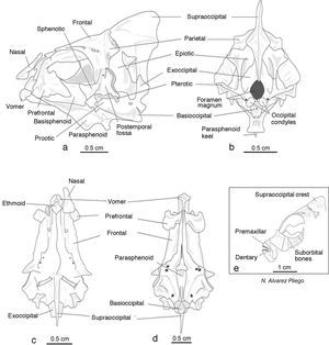 Neurocranium: (a) left lateral view, (b) posterior view, (c) dorsal view, (d) ventral view, and (e) suborbital bones.